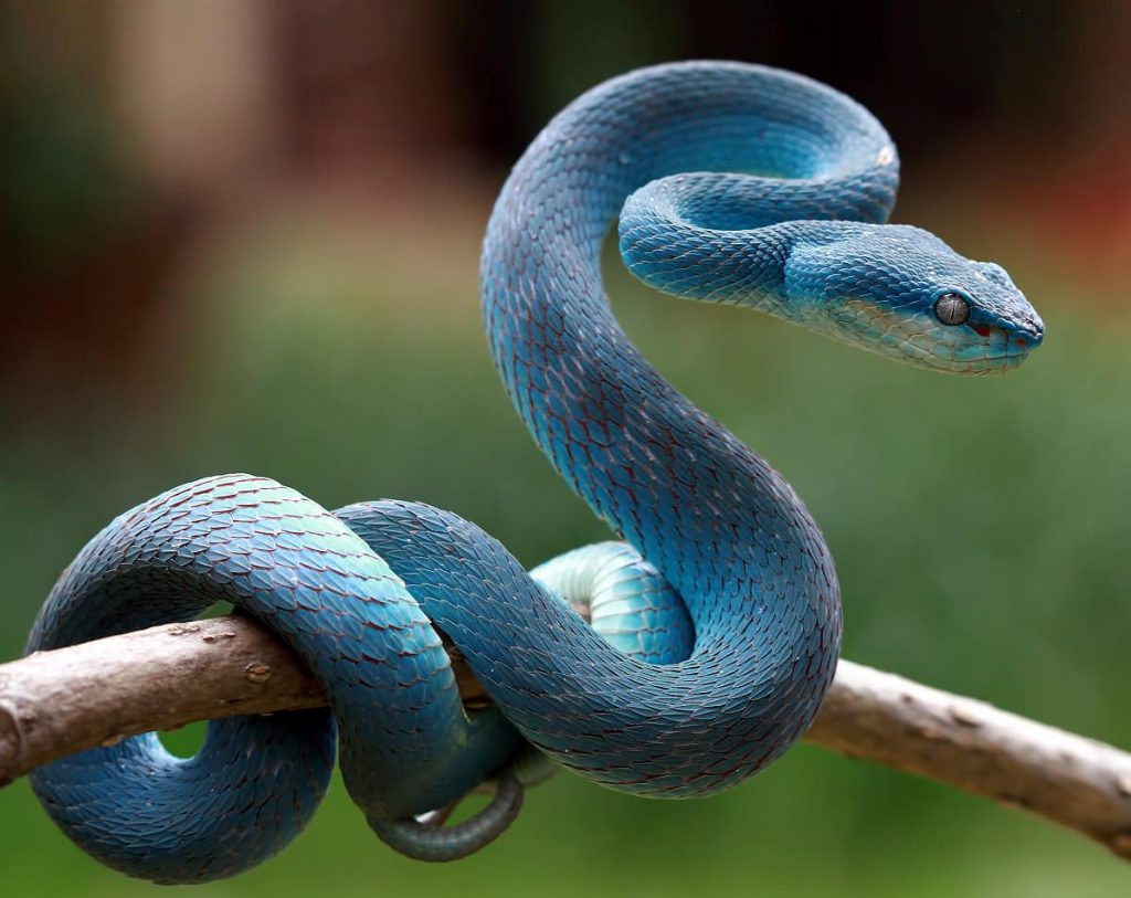 Slangen Blue viper snake